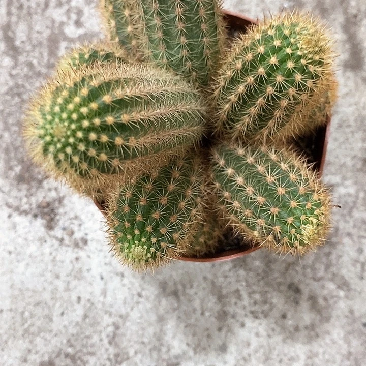 双色金妞8公分左右