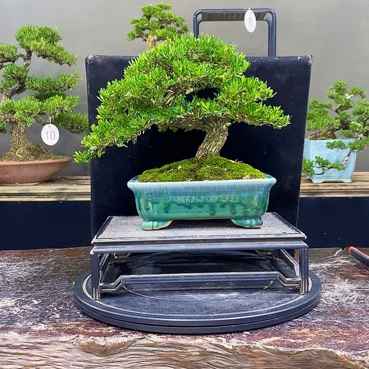 无花朵黄杨盆景四季常青