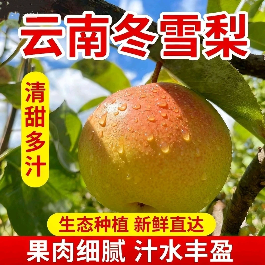 云南大理高山红雪梨冬雪梨酥脆多汁口感丰富九甜一酸