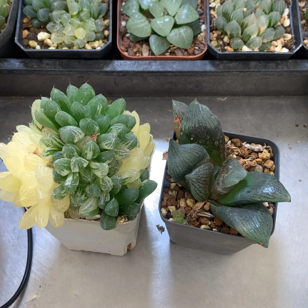 夜***光直播拍，带盆土发货