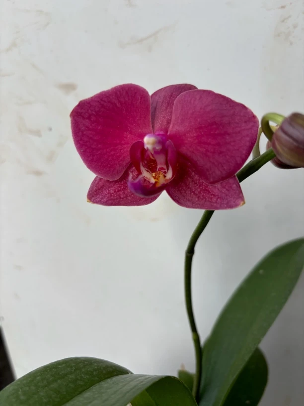 蝴蝶兰直播间一物一拍链接，下单备注品种和尾号