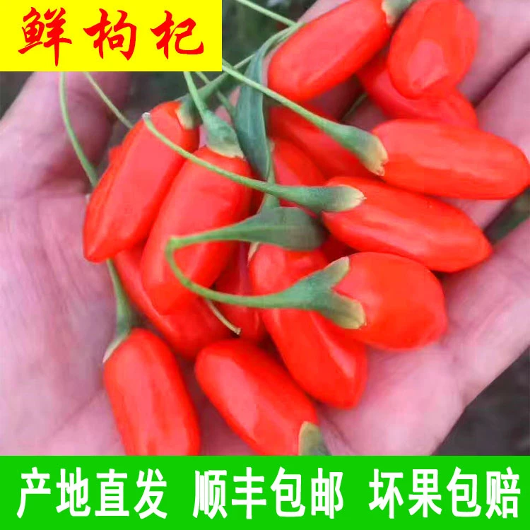 宁夏新鲜枸杞大果鲜果现摘现发鲜果枸杞水果大颗粒苟杞顺丰包邮