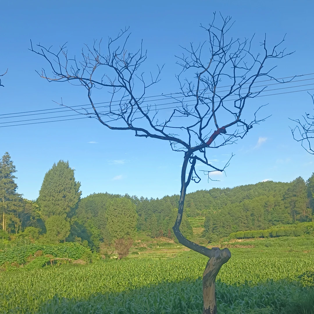 贵州原生紫薇精品