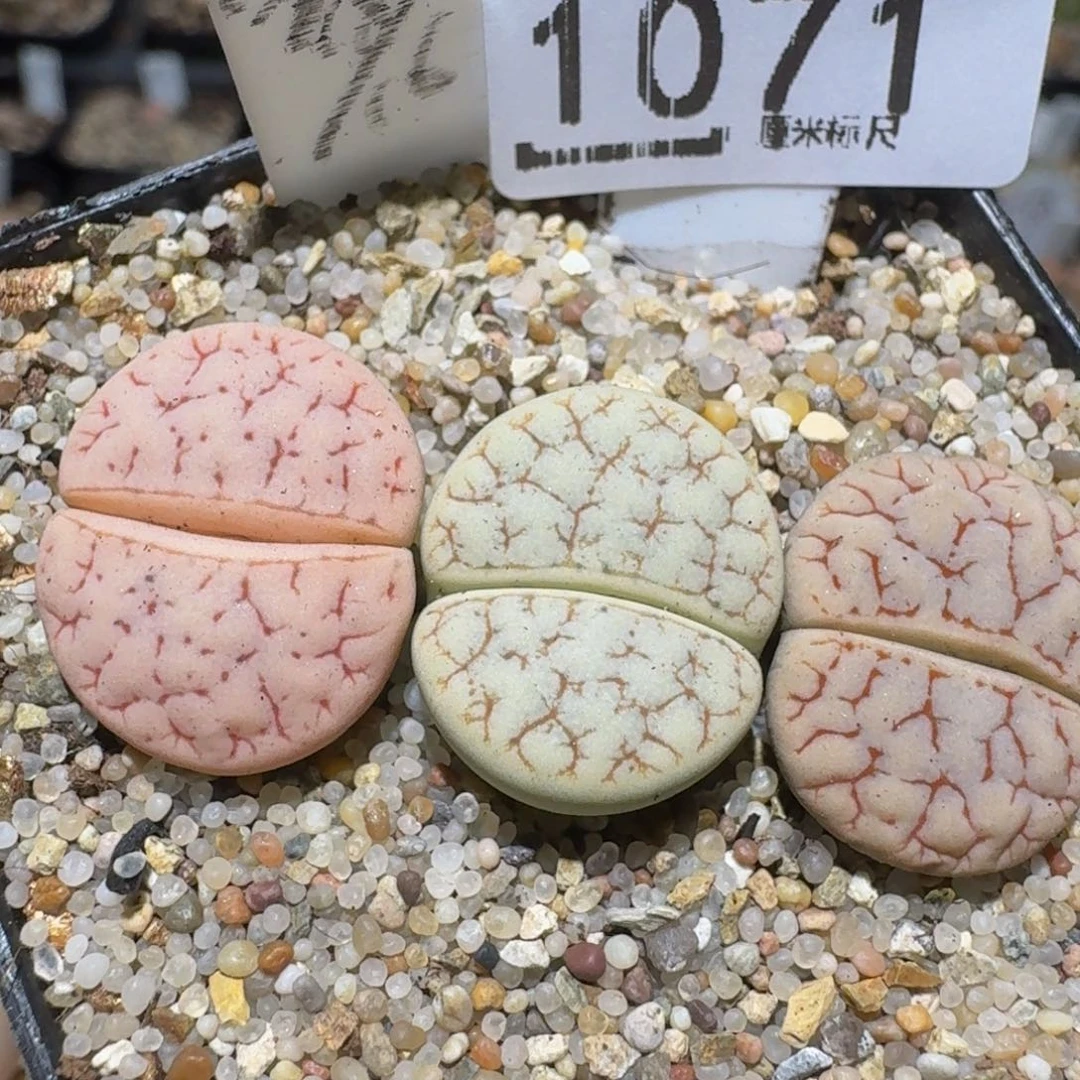 zzzzz精品生石花1071