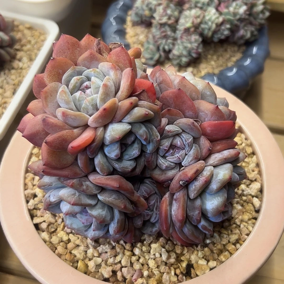 小摩托专拍星影zzzzzzzz