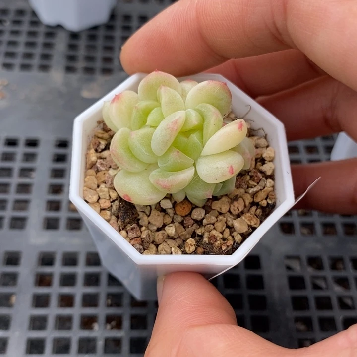 标94现金财富一个多肉