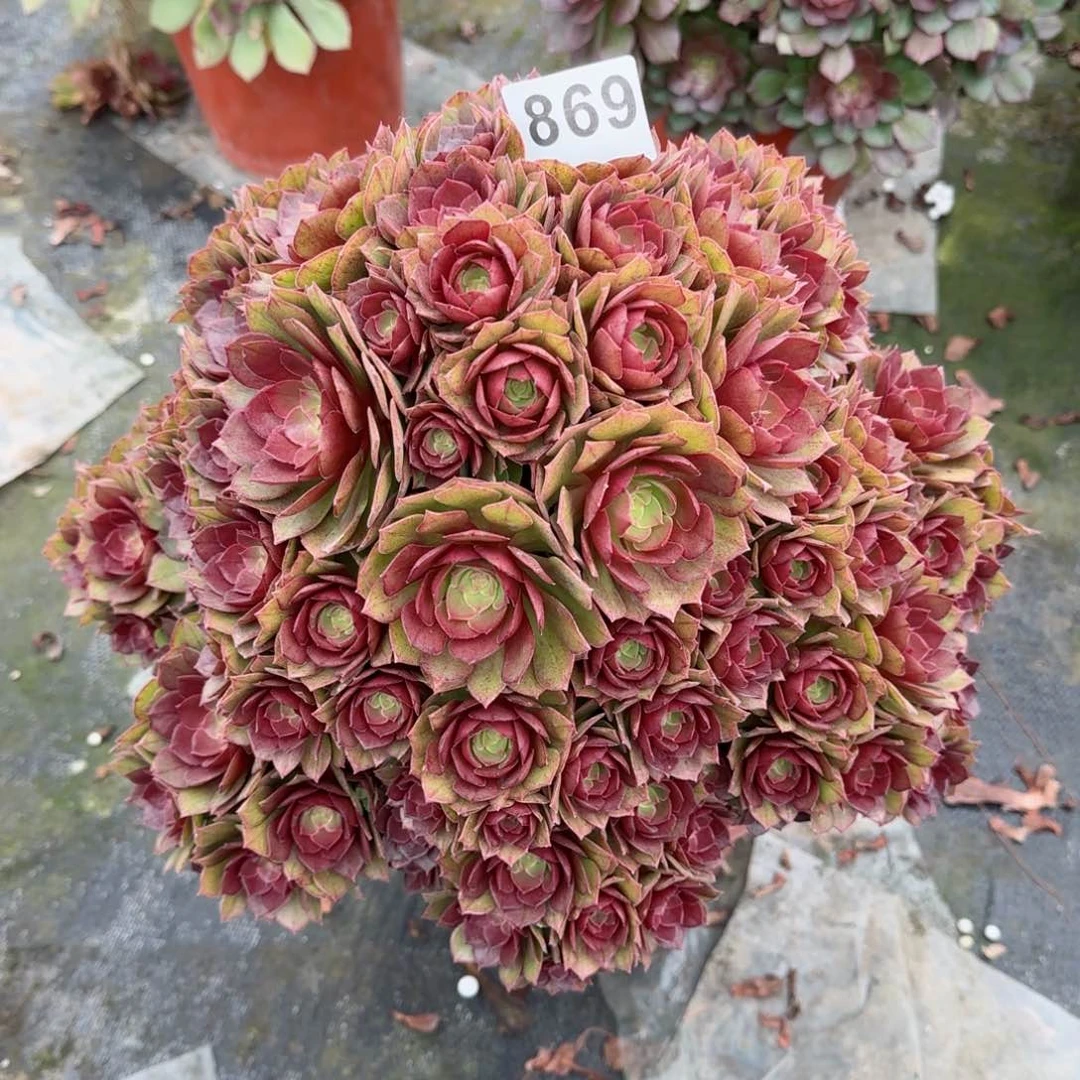 869多肉植物桃花石