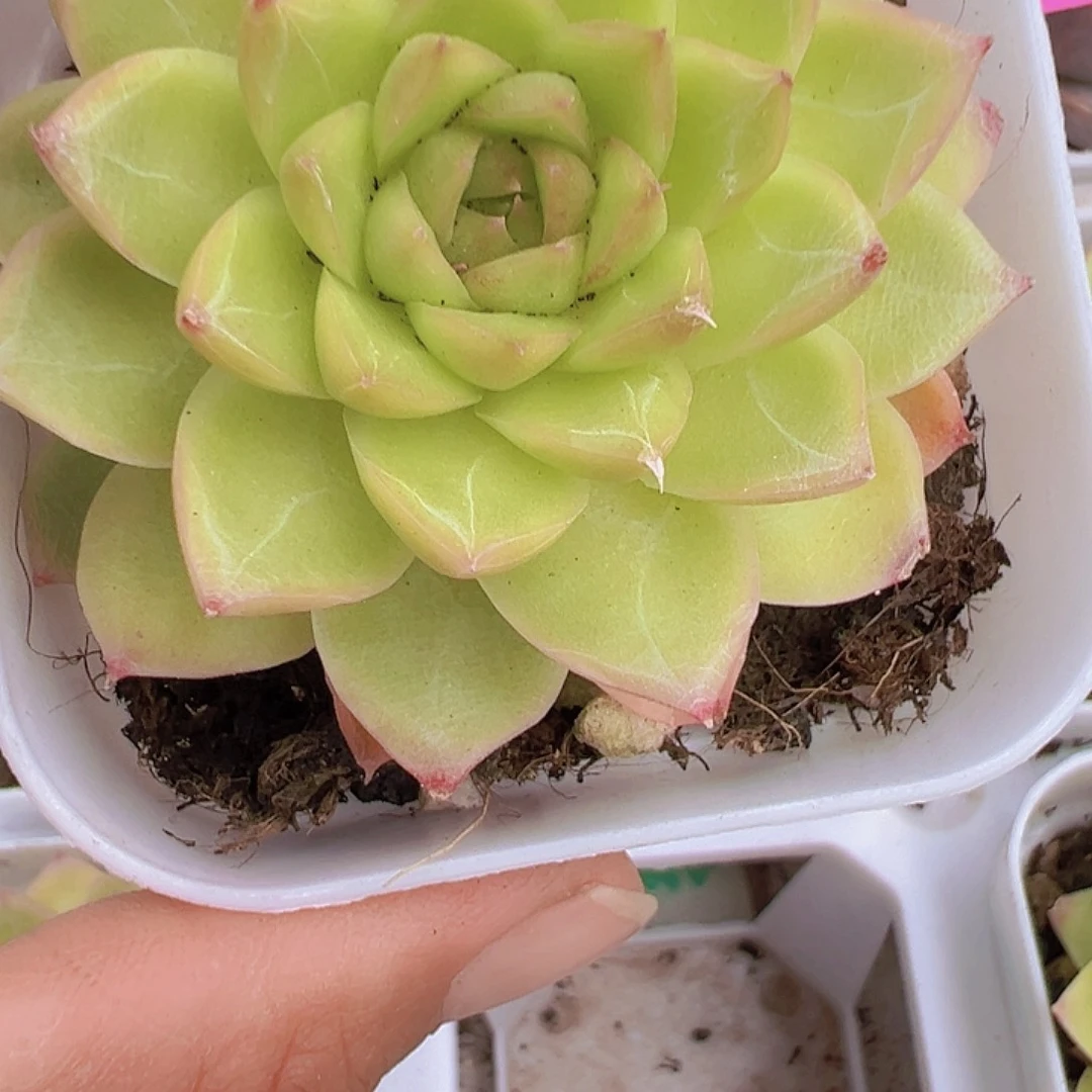 黄麦杆多肉19包邮