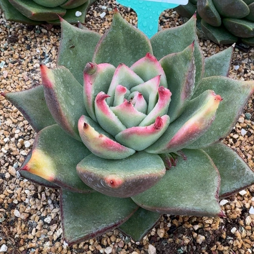 从前慢多肉精选编号1024.2