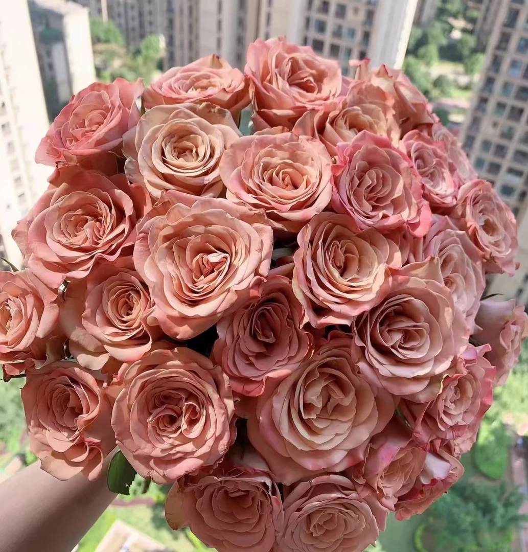 鲜花【卡布】同地址任意两单京东或顺丰包邮