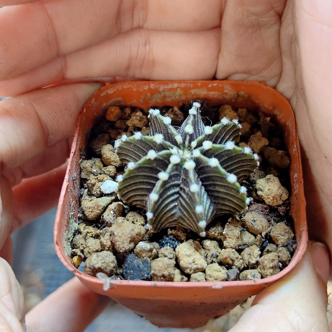 泰系实生黑肋骨牡丹3公分