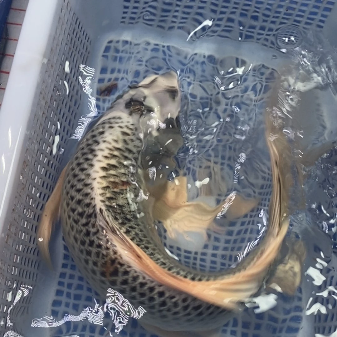 锦鲤冷水锦鲤包邮