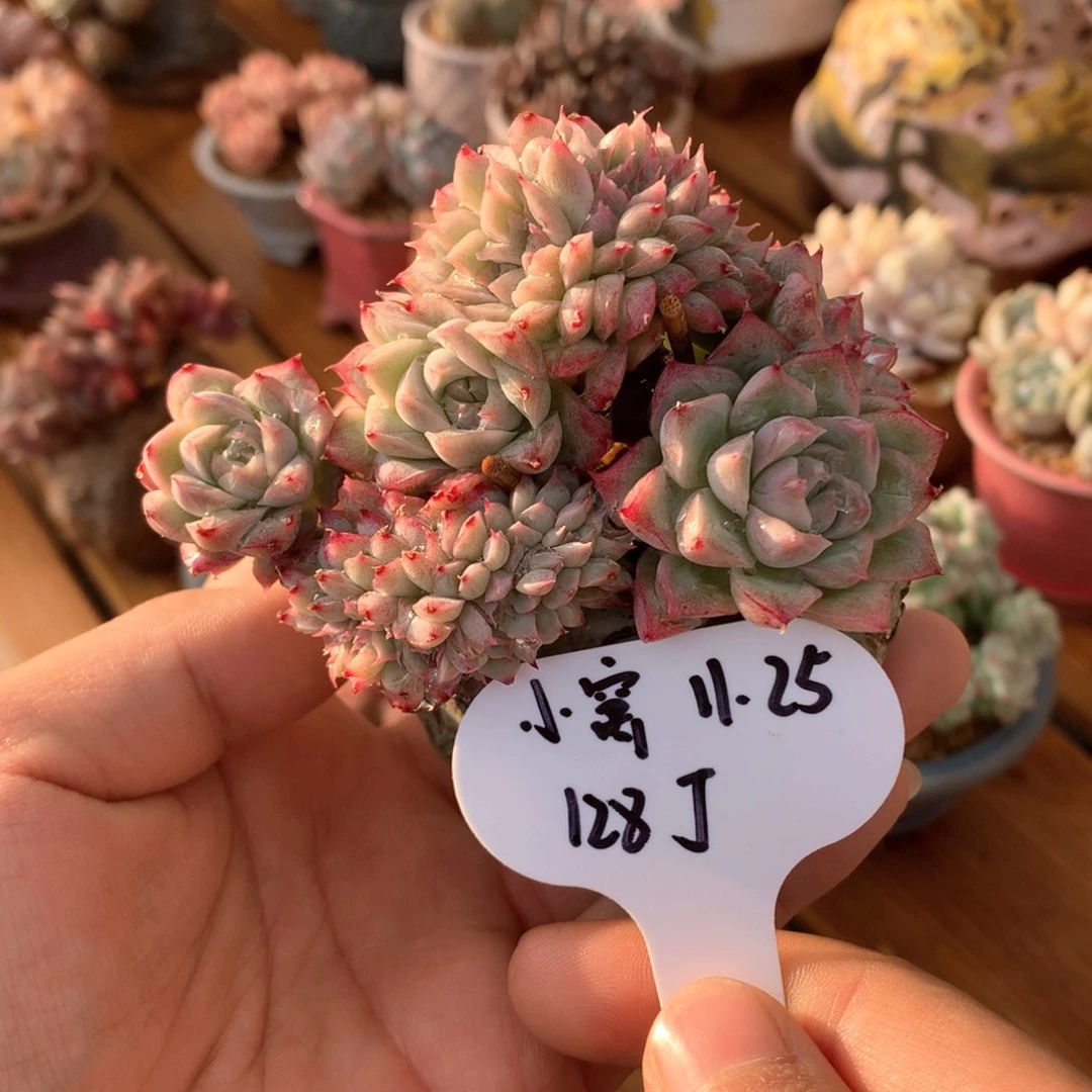 住***妞女王缀化一物一拍整