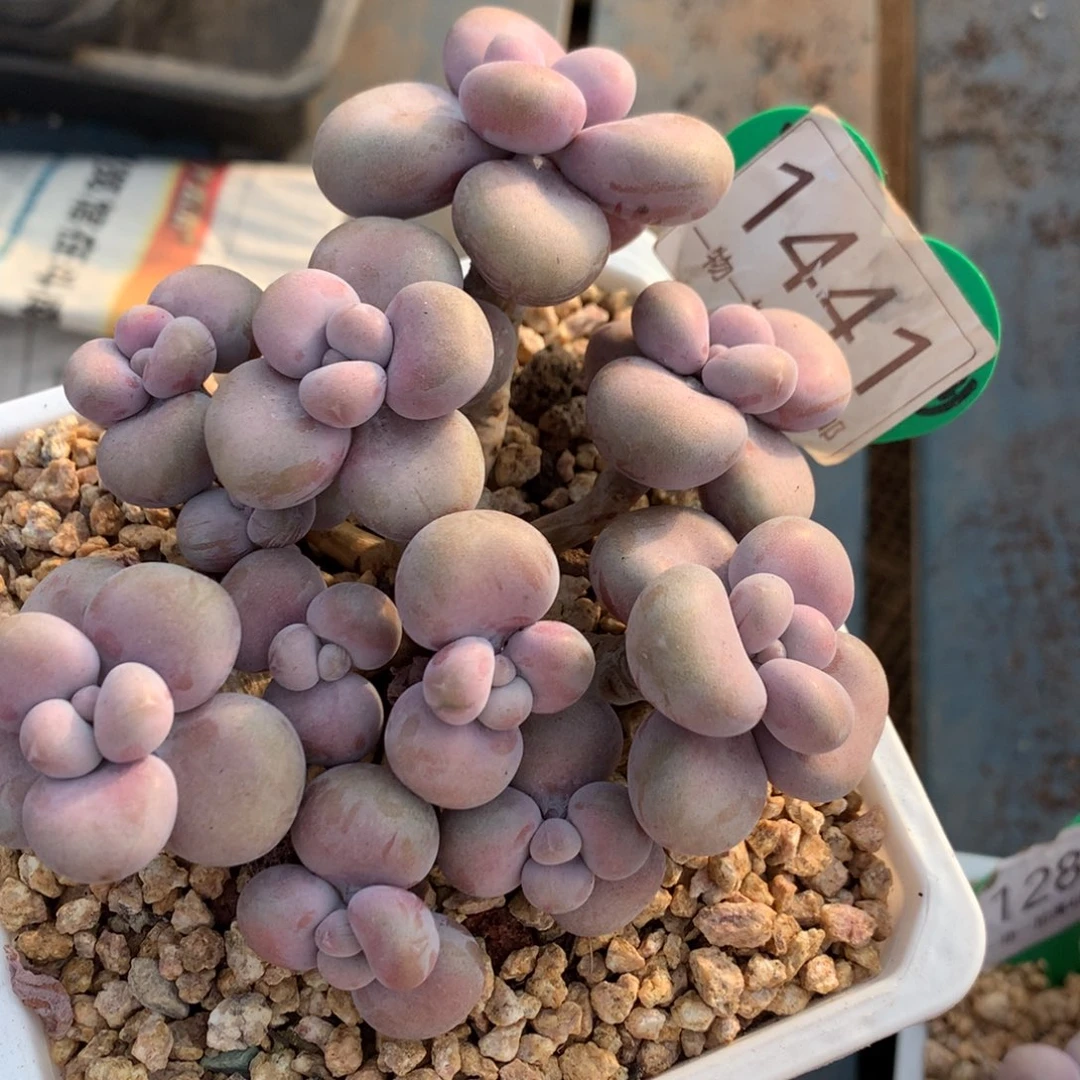 腰子蛋老桩无砍1441