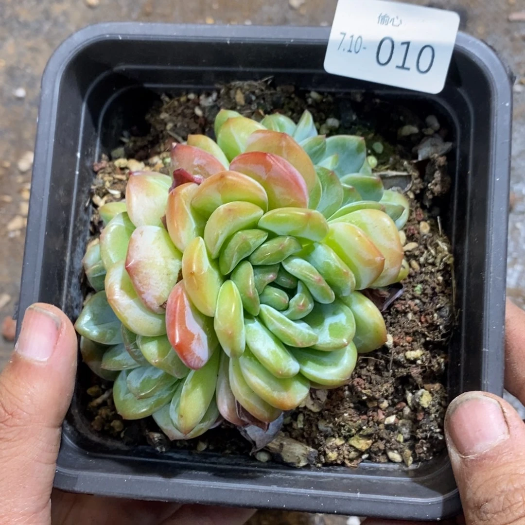 星***漠710010多肉三头多肉三头多肉