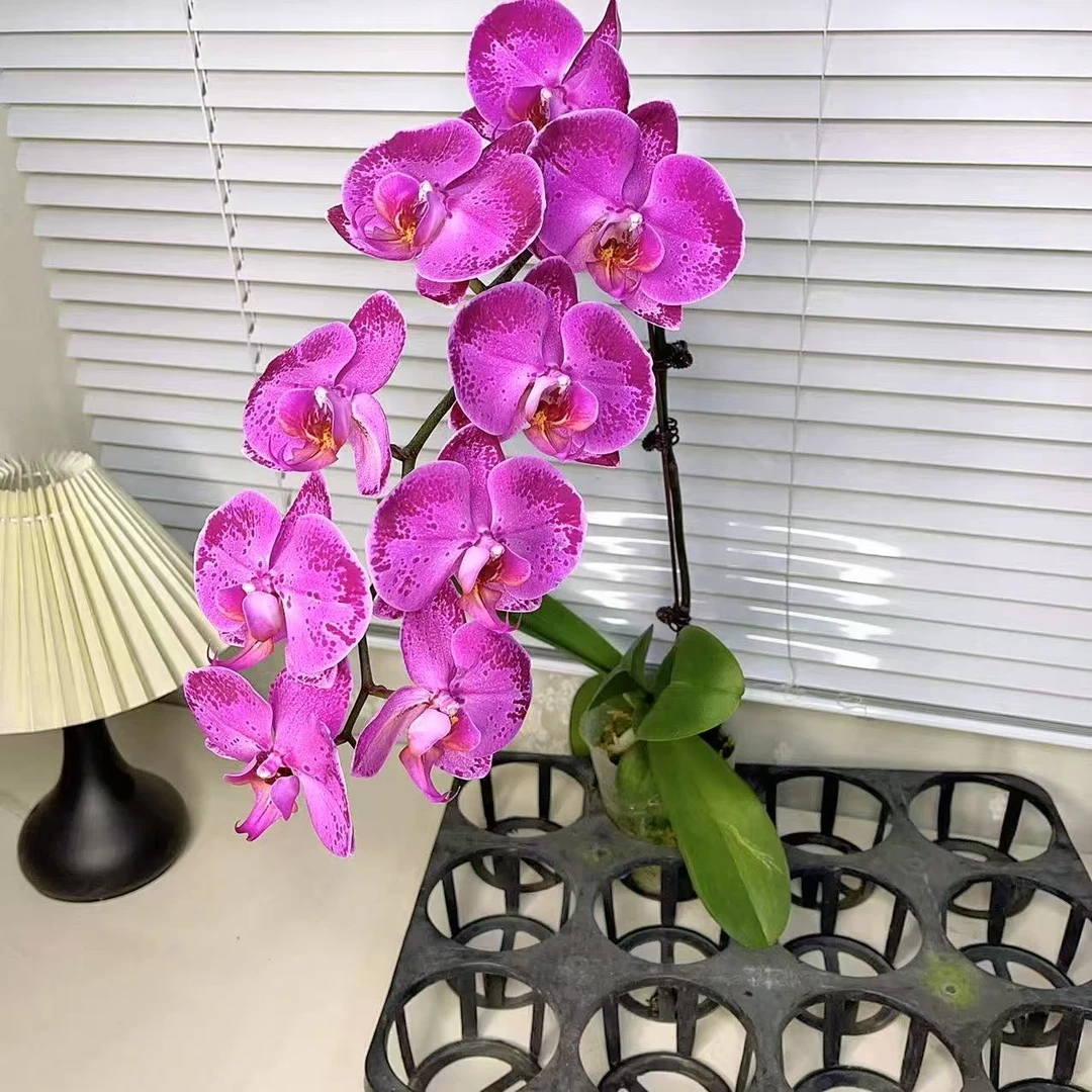 蝴蝶兰【六星上将】大花型 稀有品种 室内好养 广州基地直发