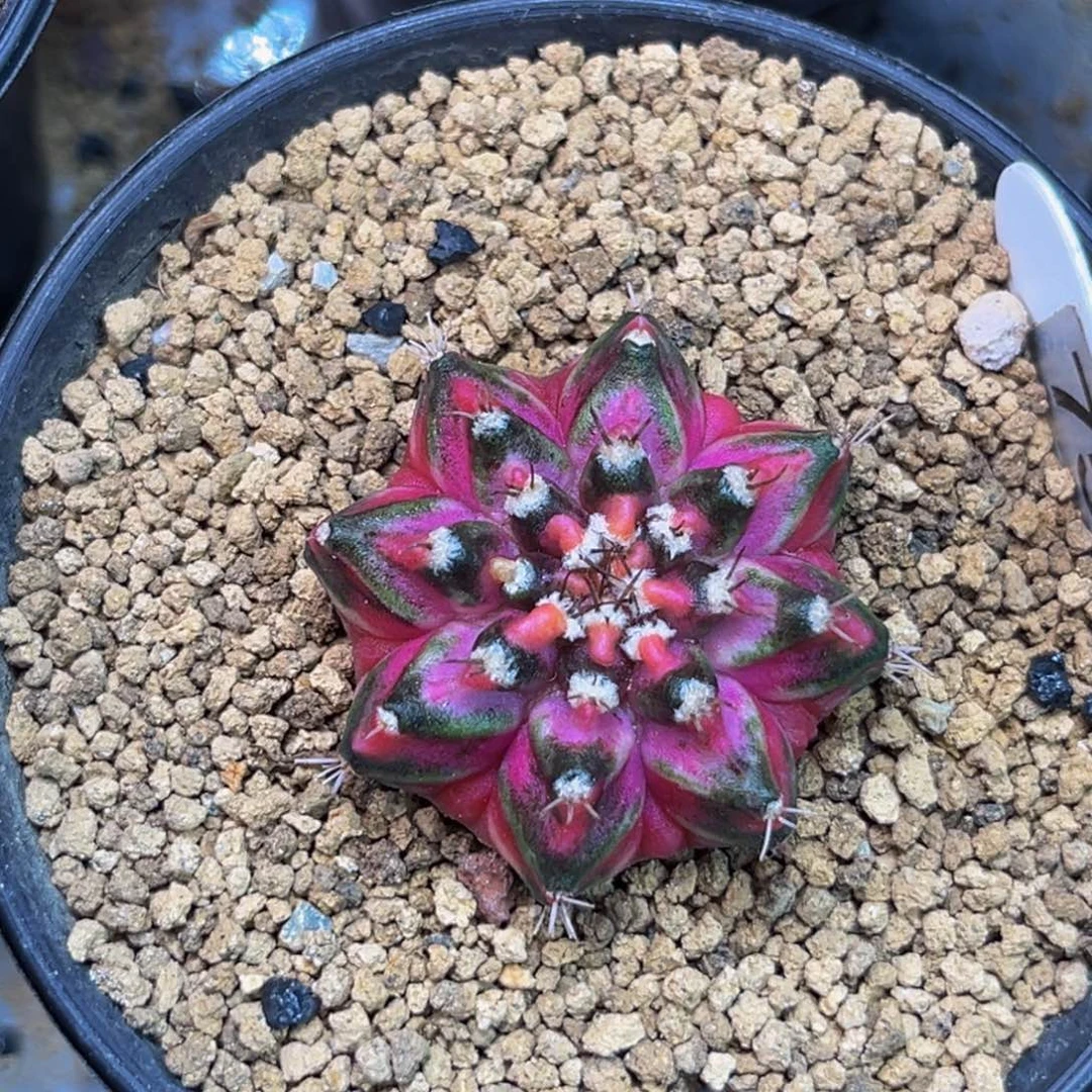 海神锦 米哈仙人球