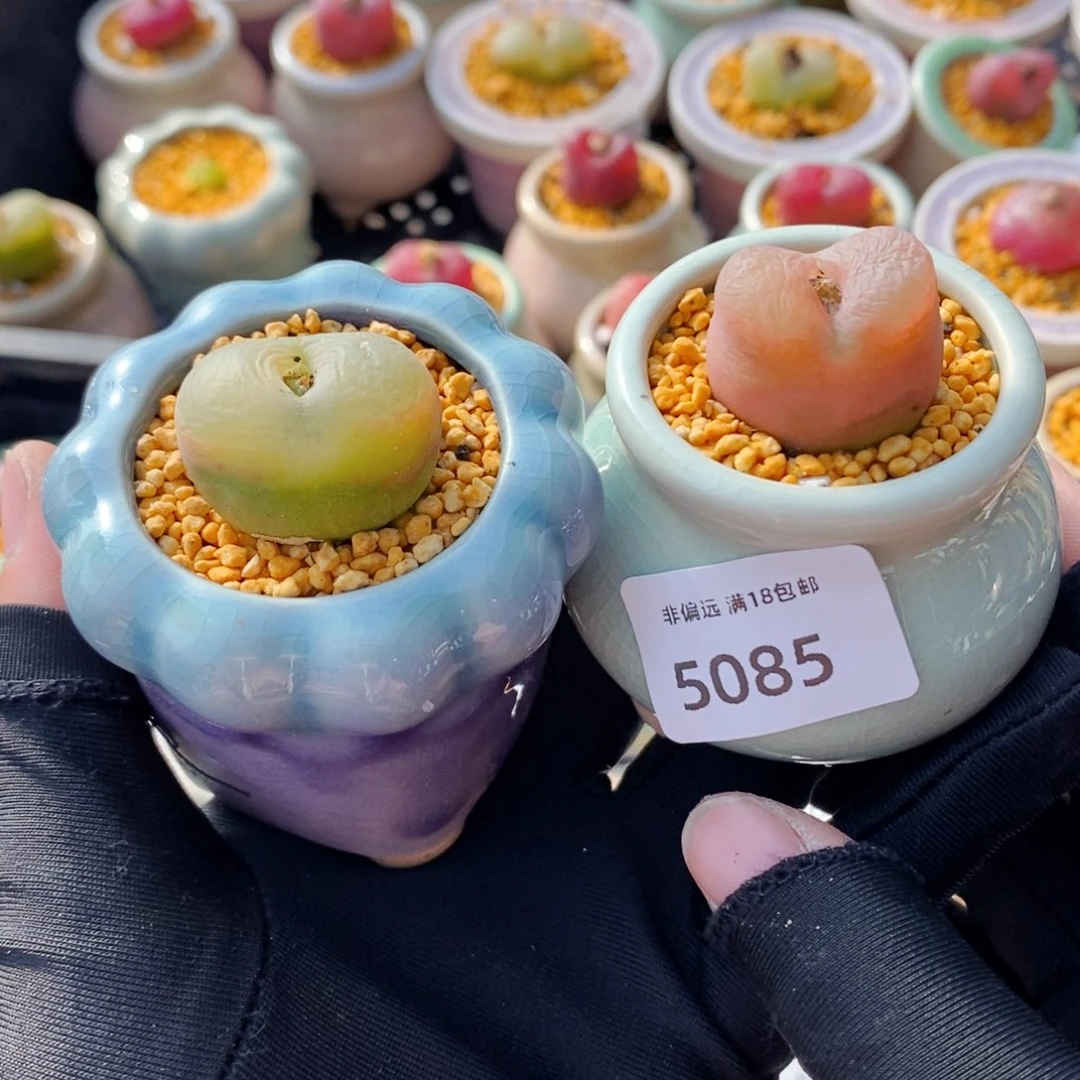 方*鹅5085--一物一拍 带盆 2盆