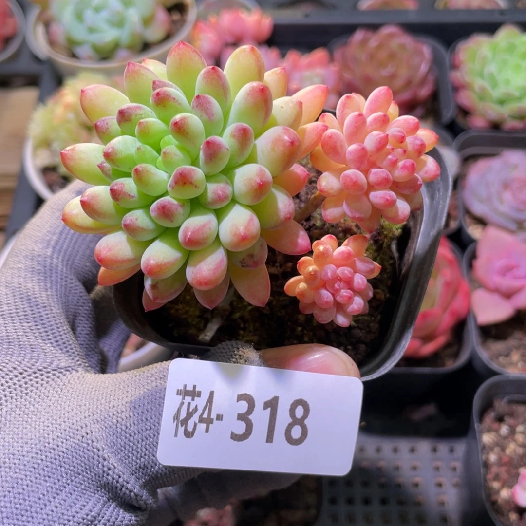 花利美4-318烟花