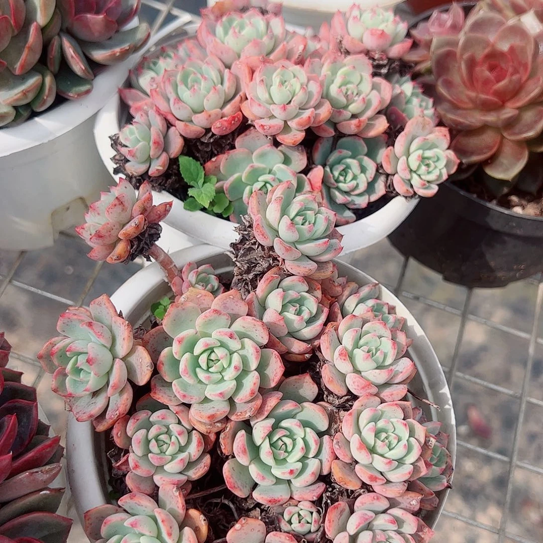 娜娜小勾多头造型精品