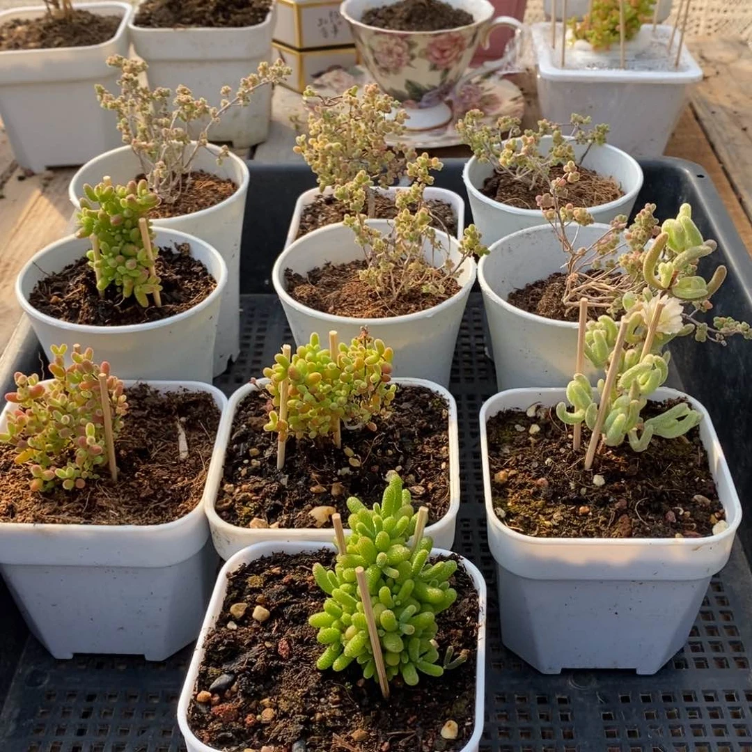 枝干番杏多肉植物608