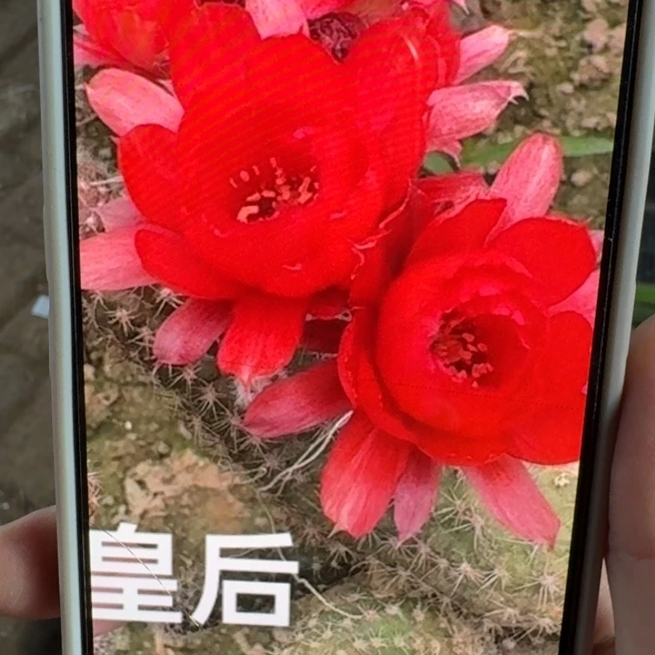 246白檀皇后3个无根侧牙，20包邮