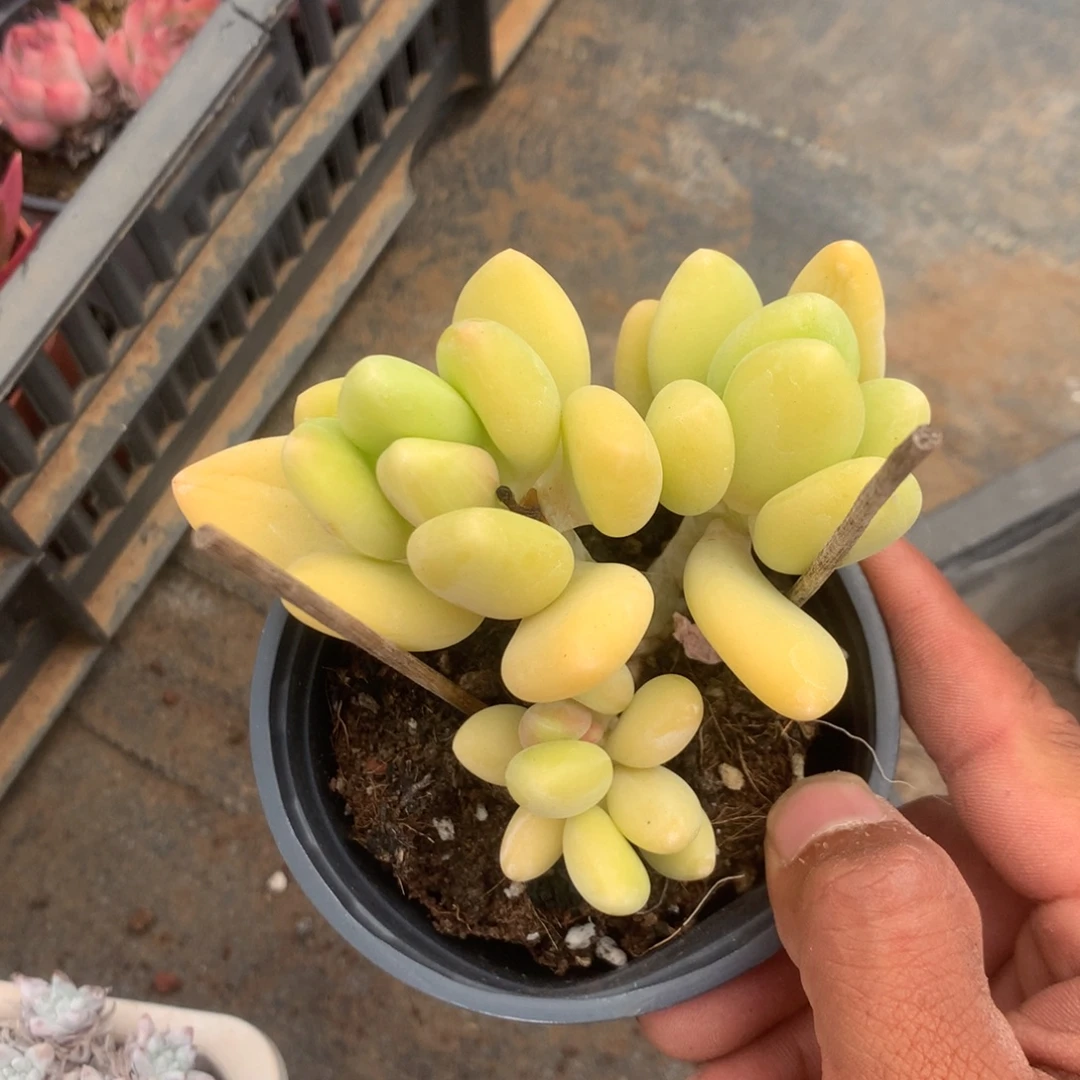 清乾隆皇帝赐匾及
