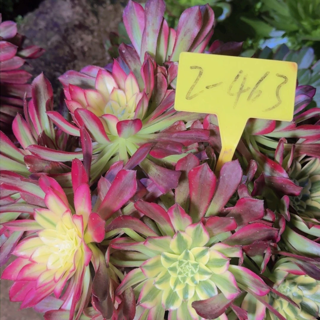 2-463---多头多头多头多头