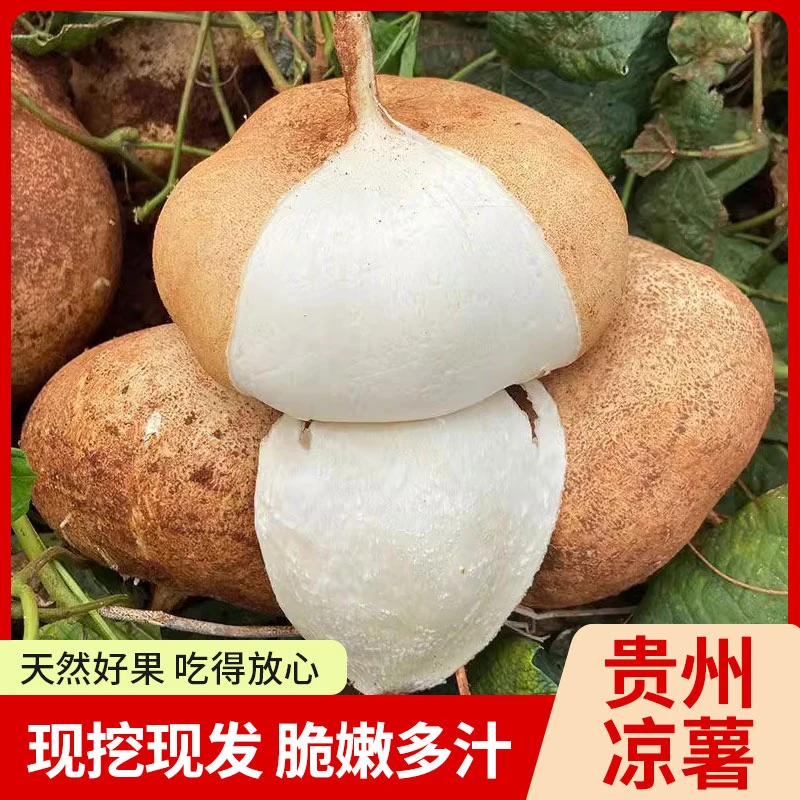 贵州新鲜地萝卜凉薯白地瓜沙葛当季蔬菜皮薄肉厚脆甜多汁现挖现发