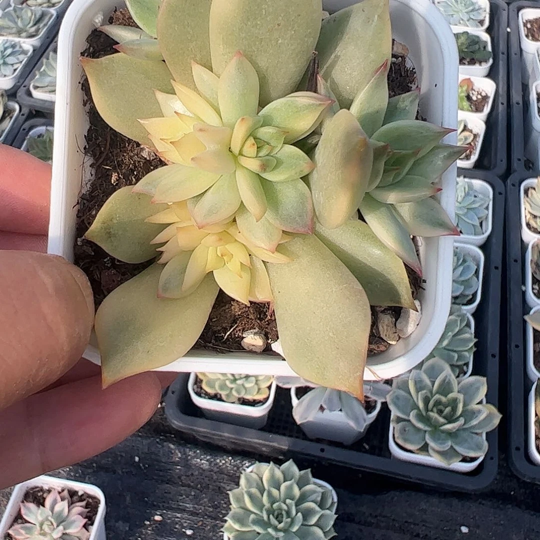灰***色多肉植物多肉植物