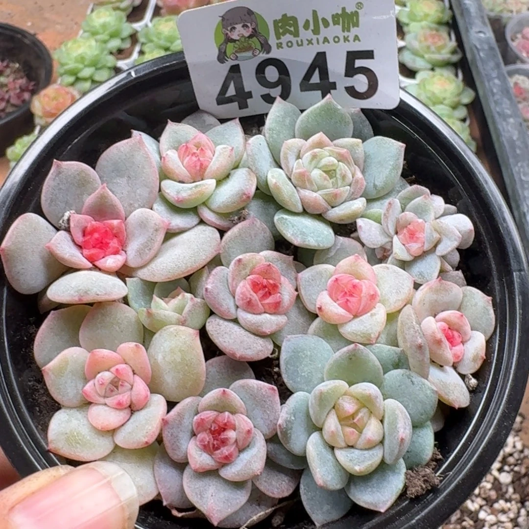 多肉植物多肉植物