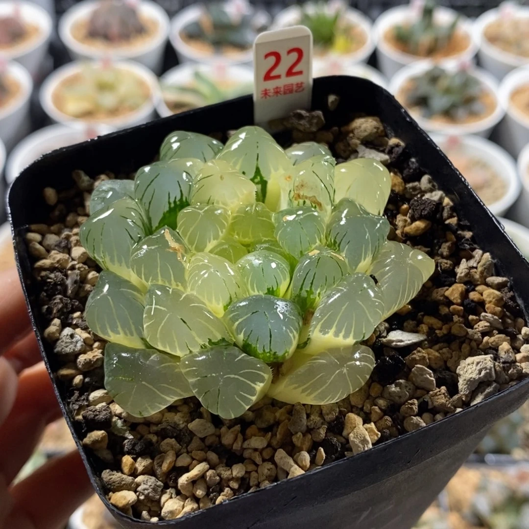 22湖水玉露锦一物一图