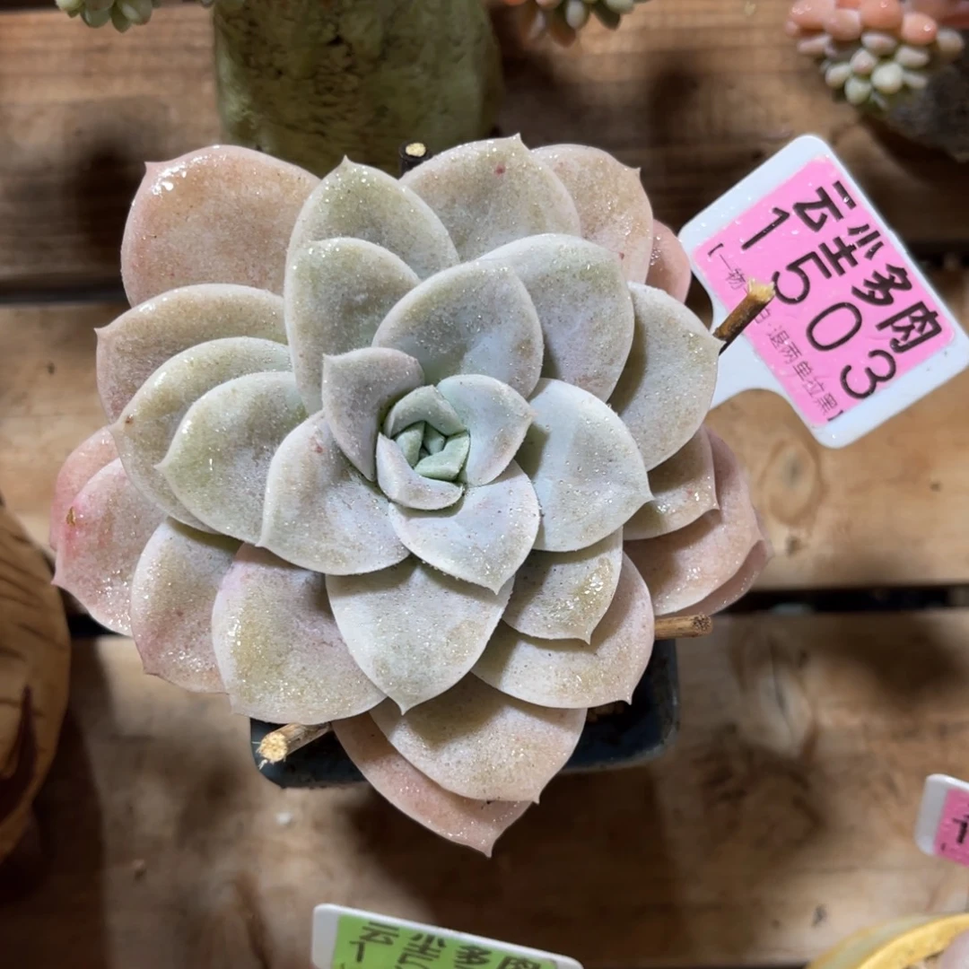 云尘多肉一物一拍不含盆1503