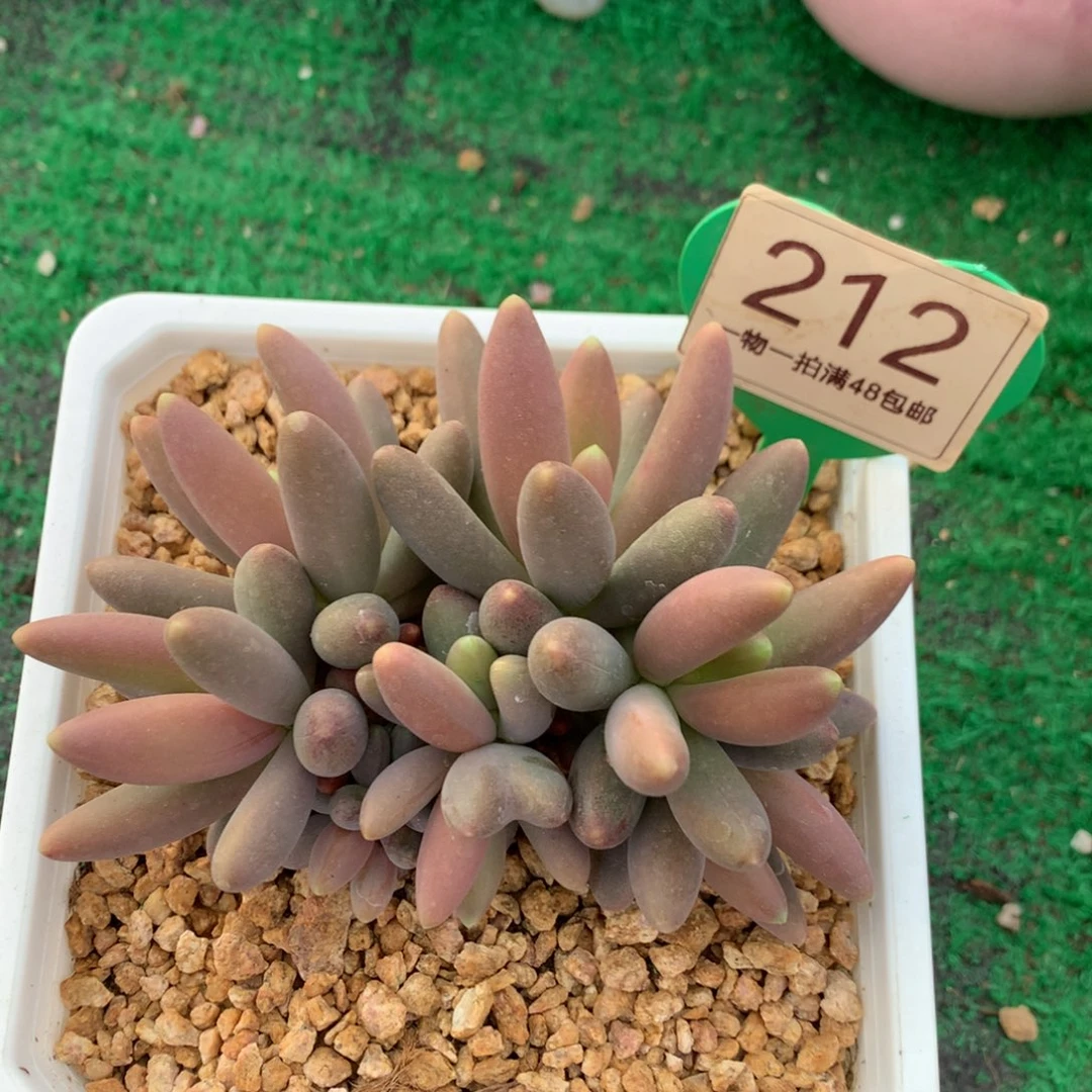 彩体烟花无砍平头212