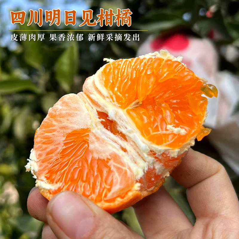 每天水果优选四川明日见柑橘兴津46号当季新鲜酸甜爆汁桔子整箱