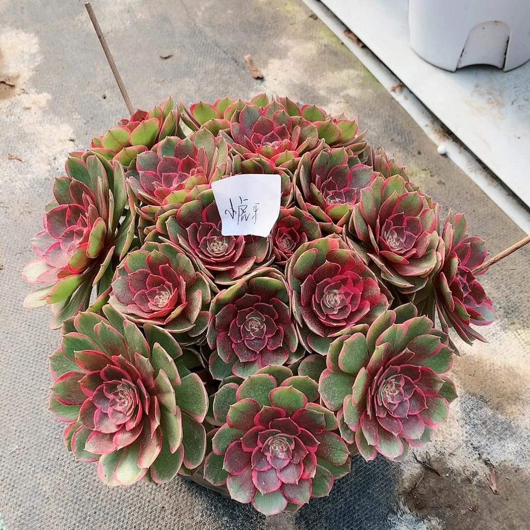 【闪购商品】*‍****粉花妖，多肉