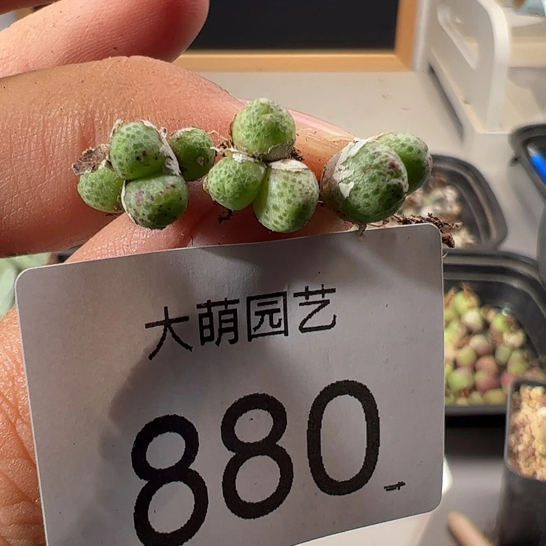 一物一拍园艺1425.95龙猫斑马880