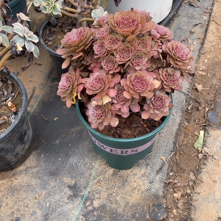 9红魔多肉植物多肉多肉