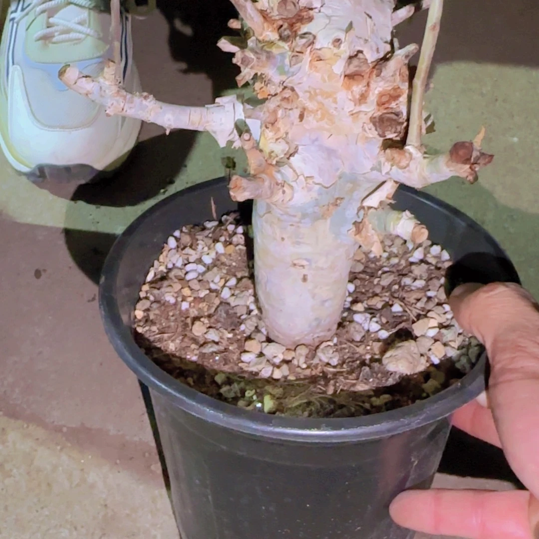 s***0块根植物块根植物