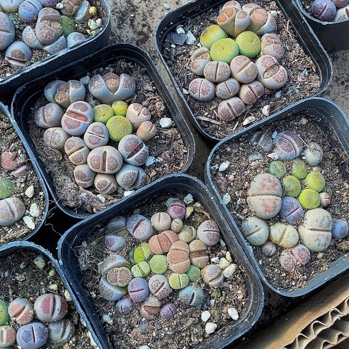 6.5方生石花带盆土