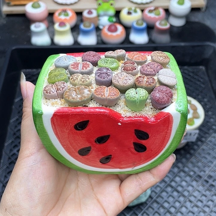 w9219 盆微瑕 带盆土发货一物一拍