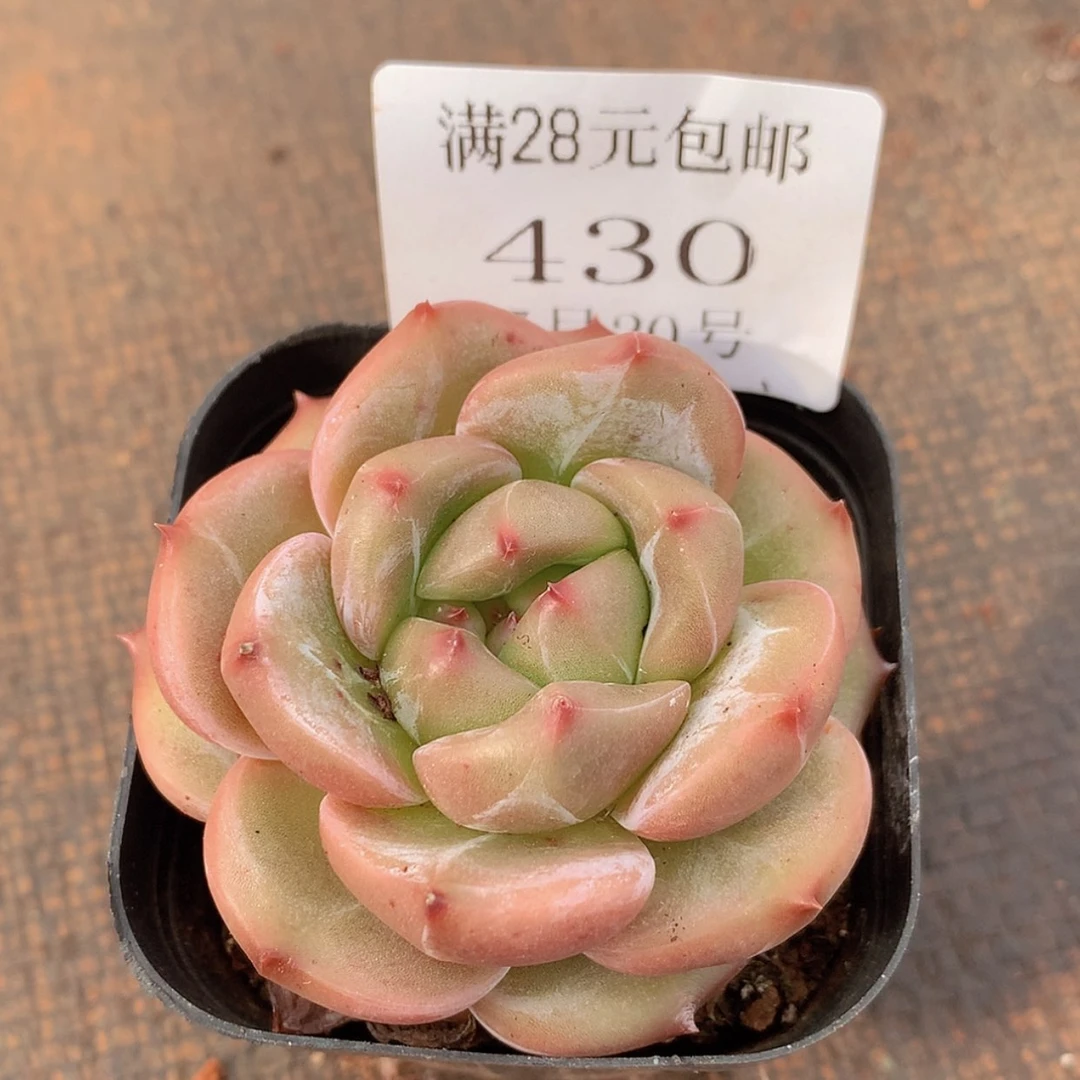 【闪购商品】云430号