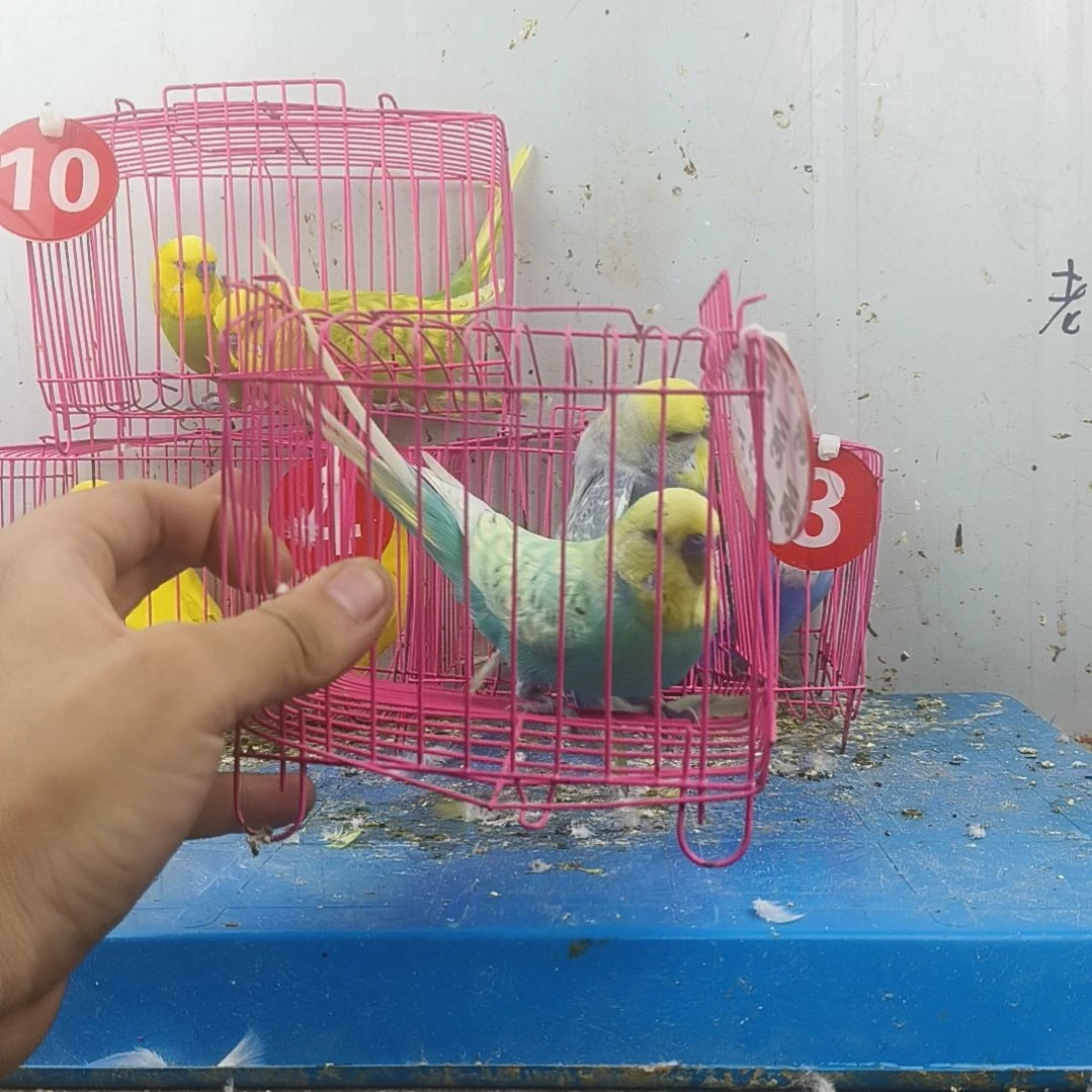 萧***萧虎皮鹦鹉大头鹦鹉