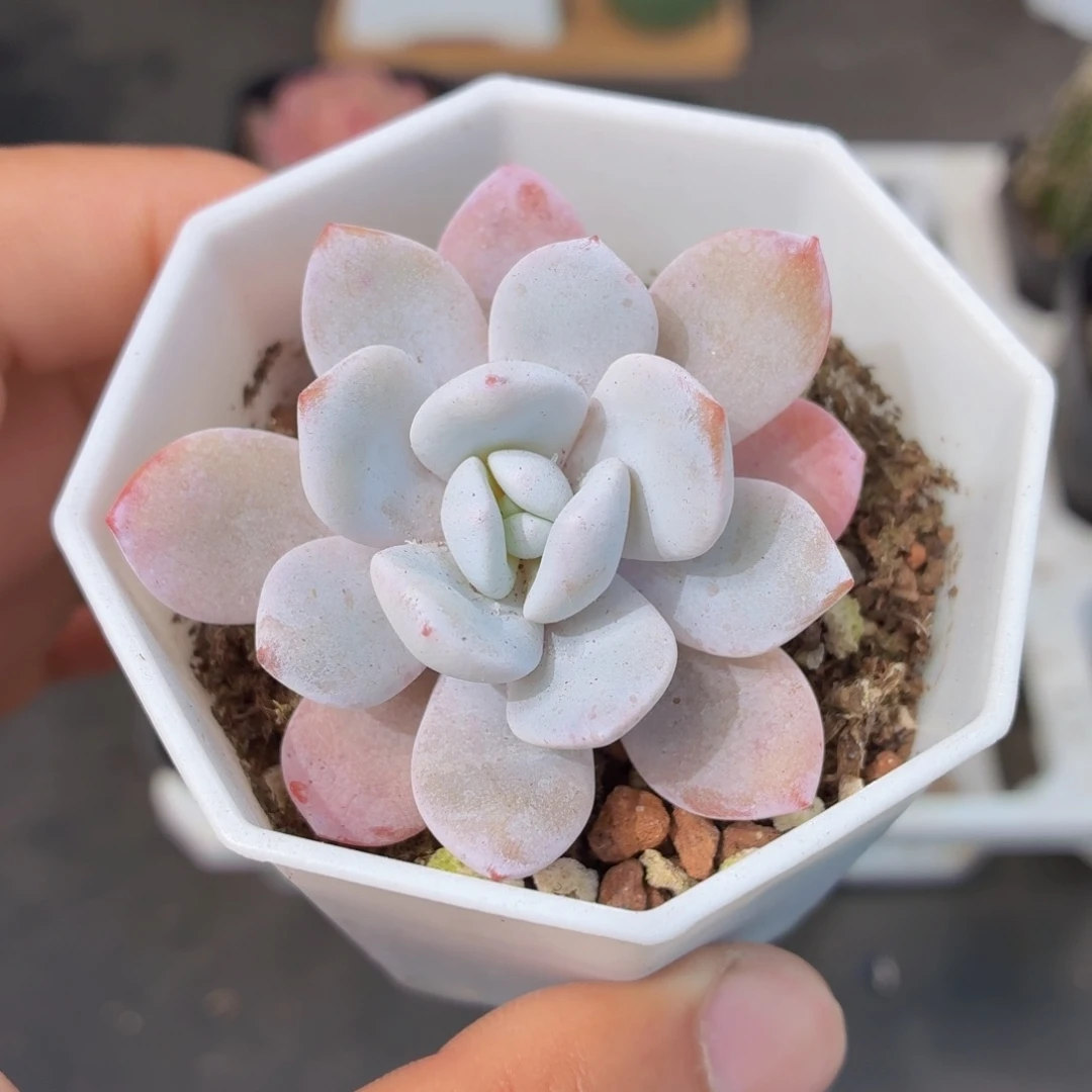 雪莲多肉9.9包邮发货