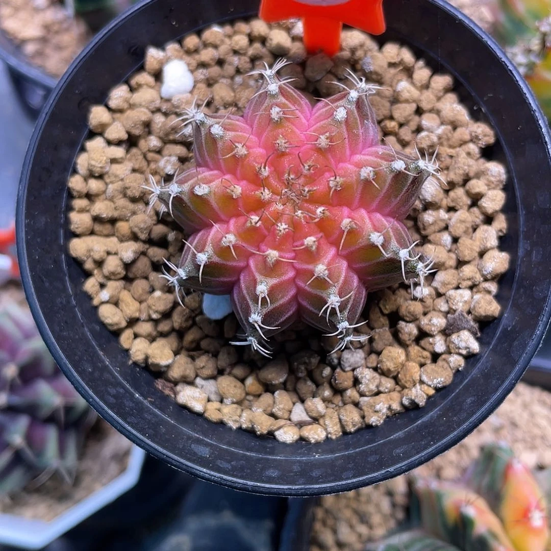 1-27轮回实生3.3厘米