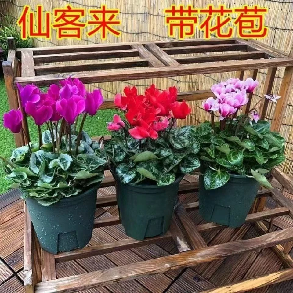 仙客来盆栽带花苞室内四季花卉重瓣迎客来当年开花大花苗观花植物