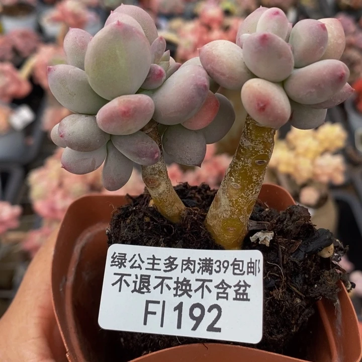 四代苹果奶192多肉植物