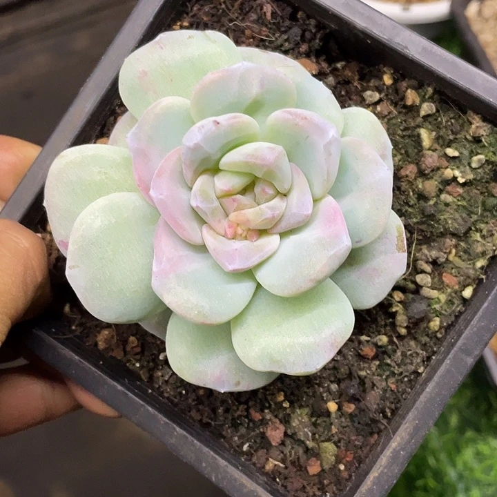 冰玉石化锦一物一拍