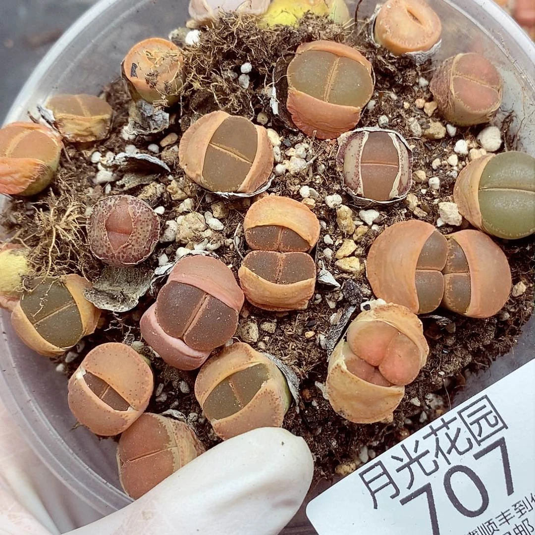 我想说我们不认识呀啊707