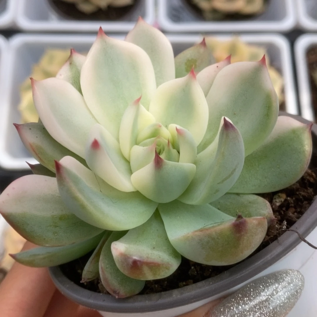 413锦锦锦锦锦锦锦锦